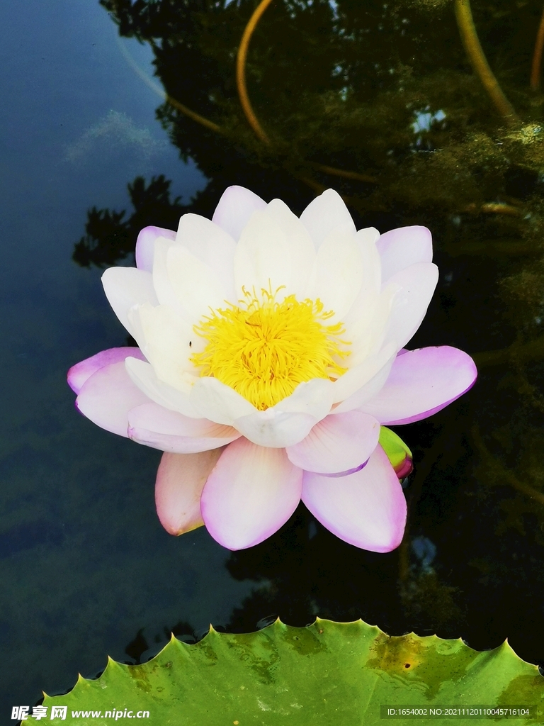 莲花