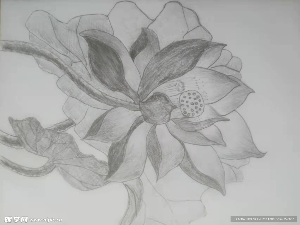 荷花