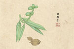 转药材益智仁