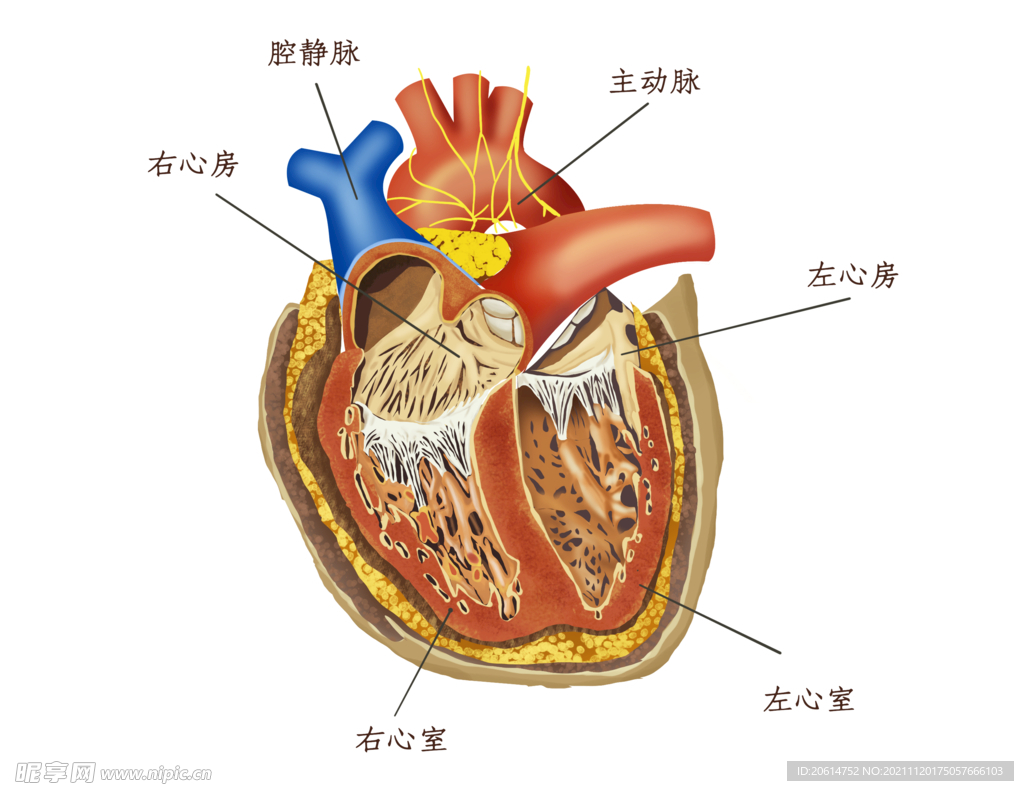 心脏剖视图