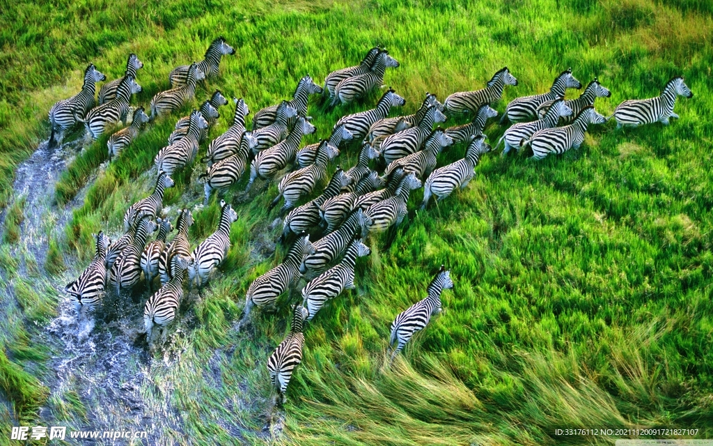草原上的斑马群