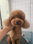 狗狗