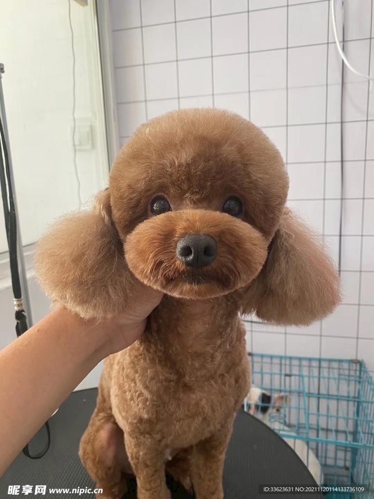 狗狗