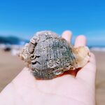 海棠