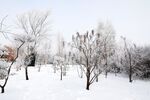 雪景