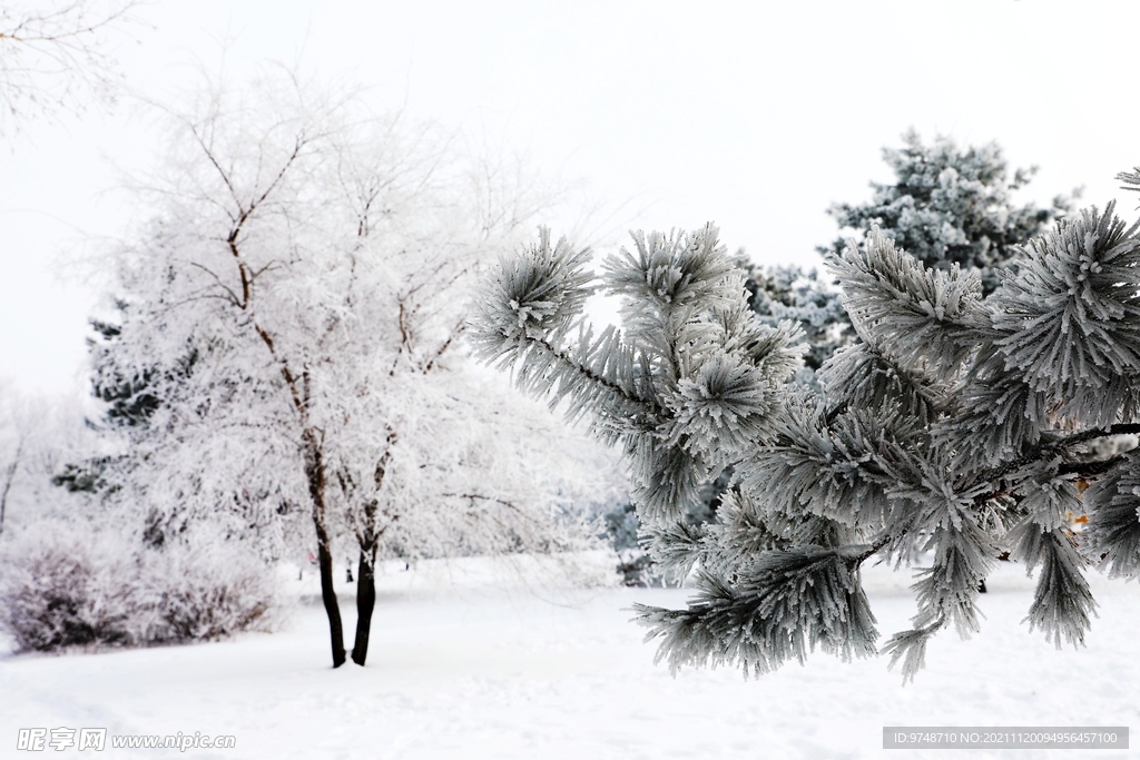 雪景