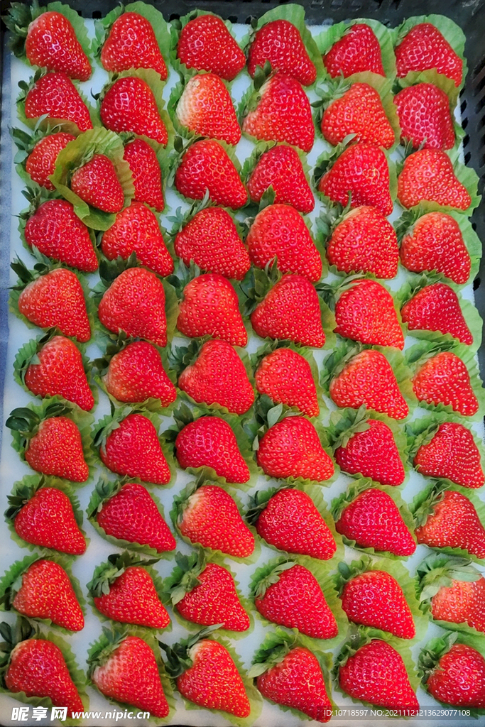 草莓