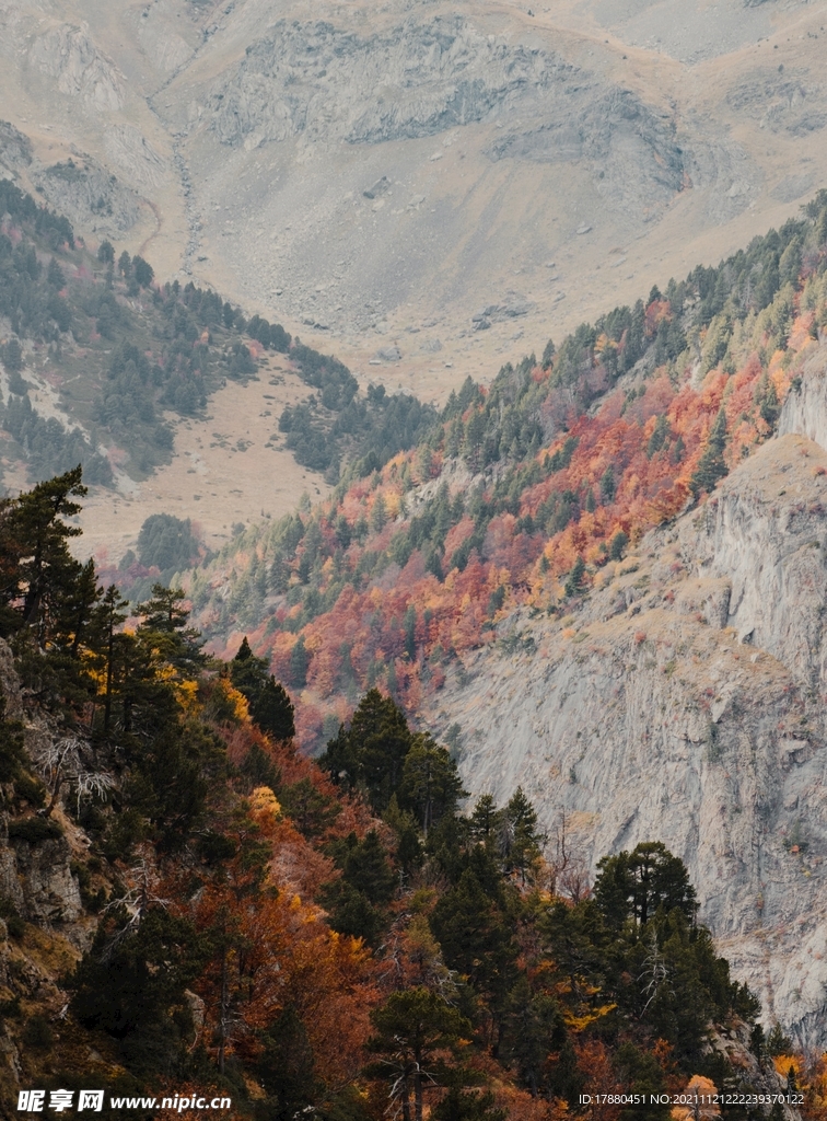 山林