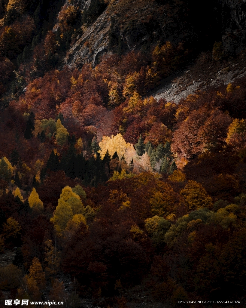 山林