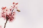 梨花