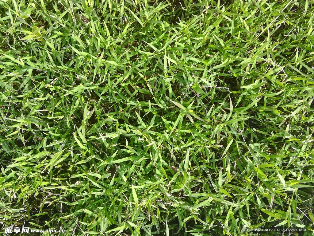 竹叶草