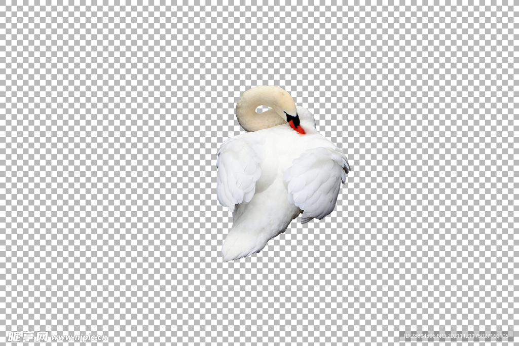 天鹅