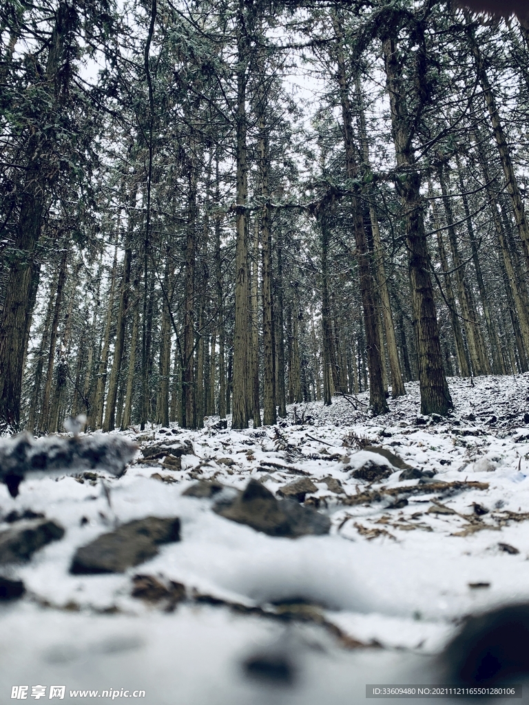 雪景