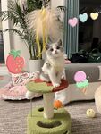 小猫咪