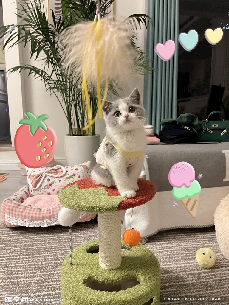 小猫咪