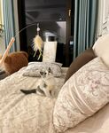 小猫咪
