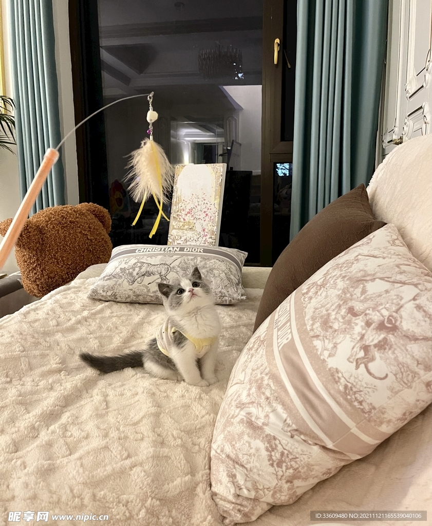 小猫咪