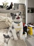 小猫咪