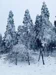雪景