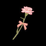 玫瑰花  