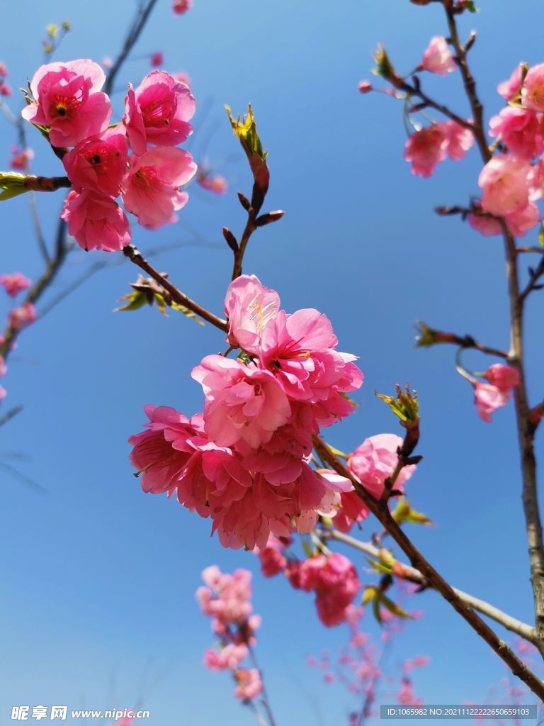 樱花