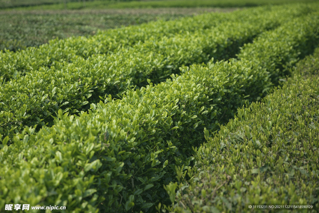 春天的茶园