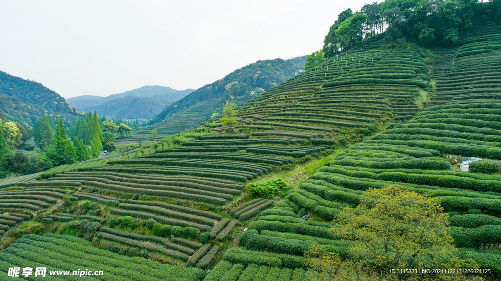 航拍梅家坞绿色茶园