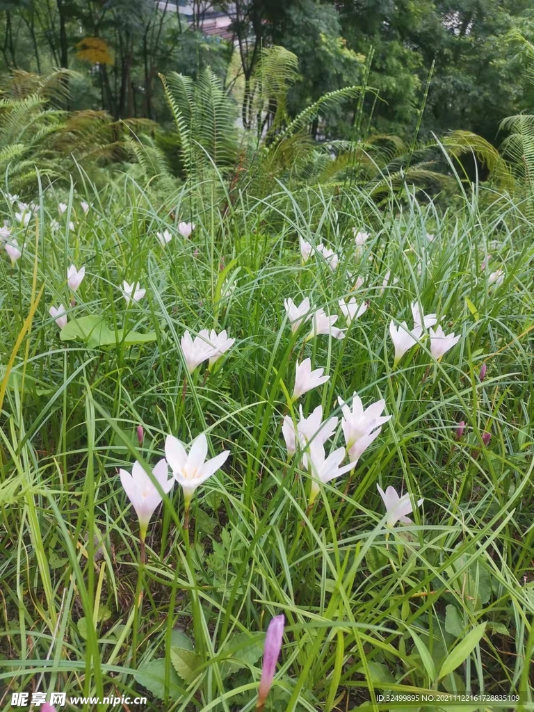 草坪1