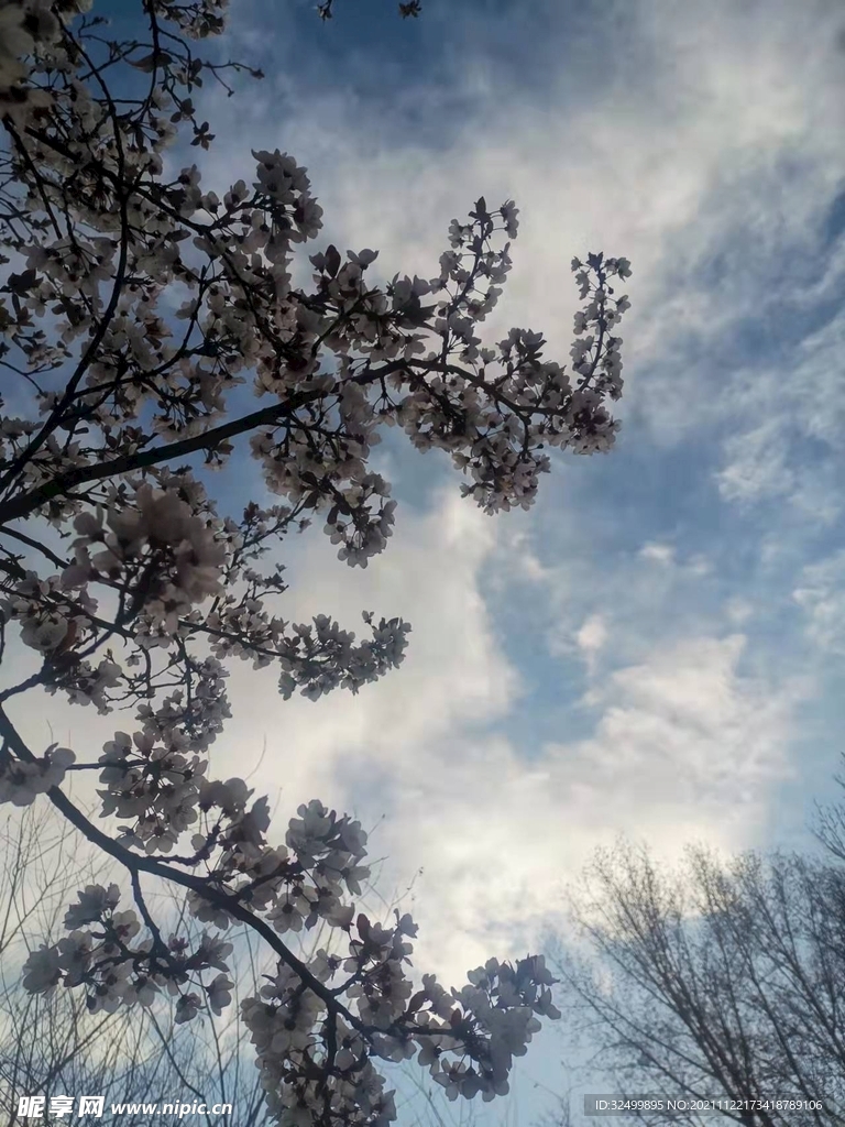 樱花