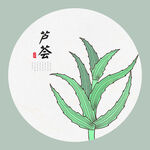 芦荟手绘