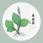 车前草手绘