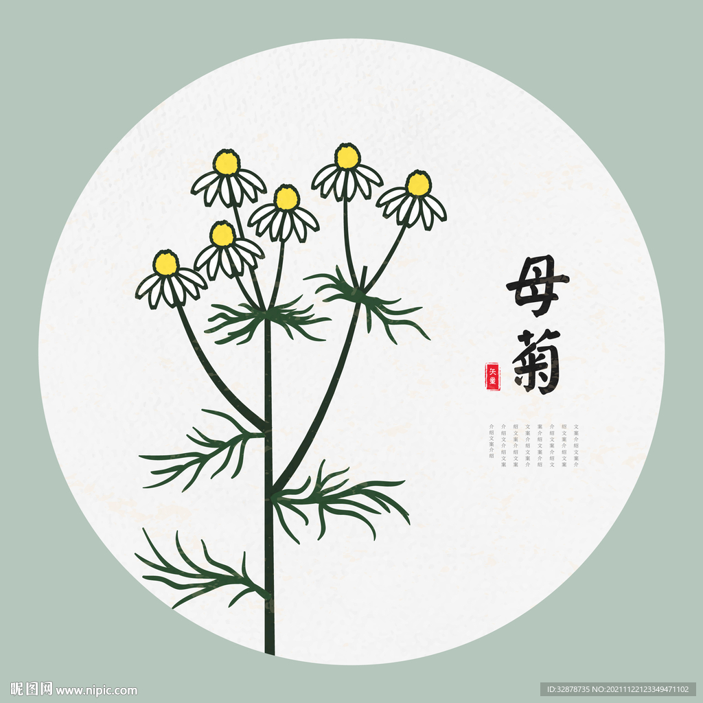 母菊