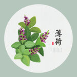 薄荷手绘
