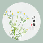 洋甘菊手绘