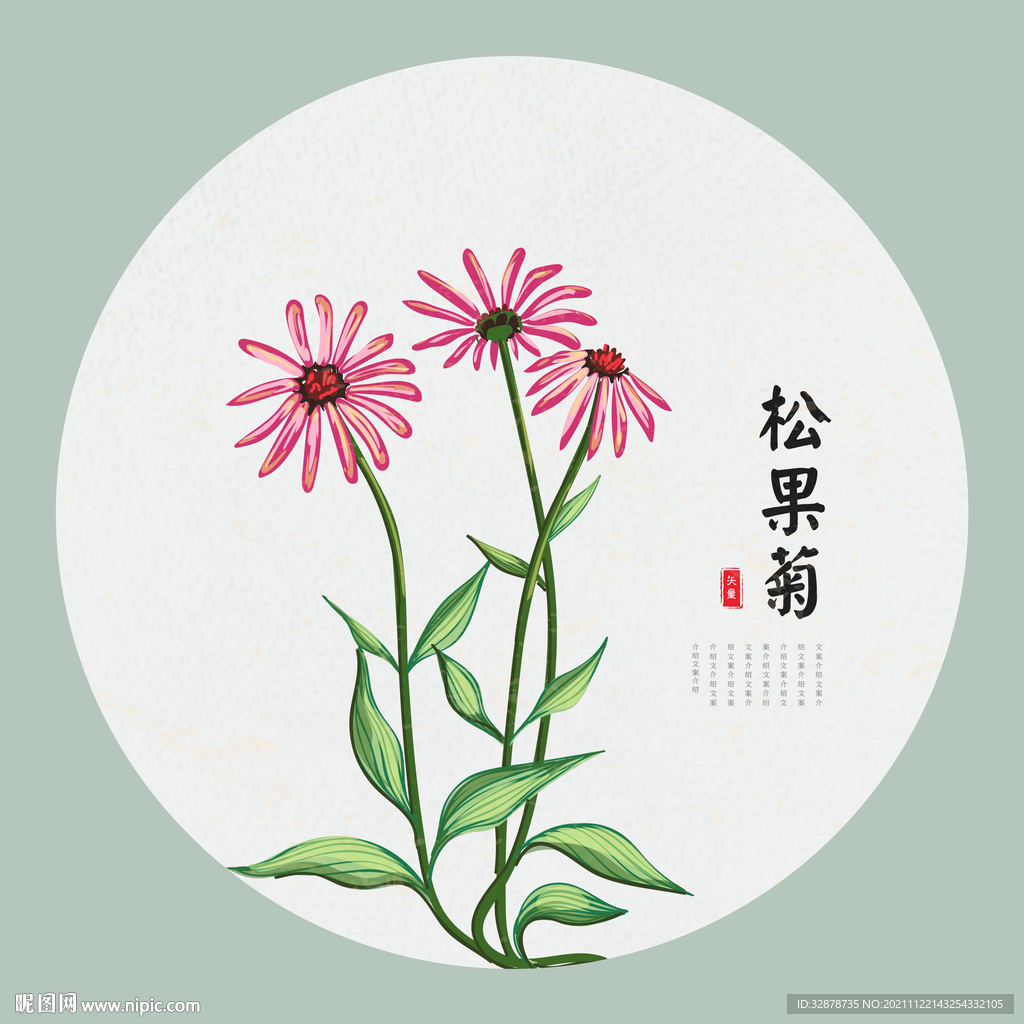 松果菊手绘