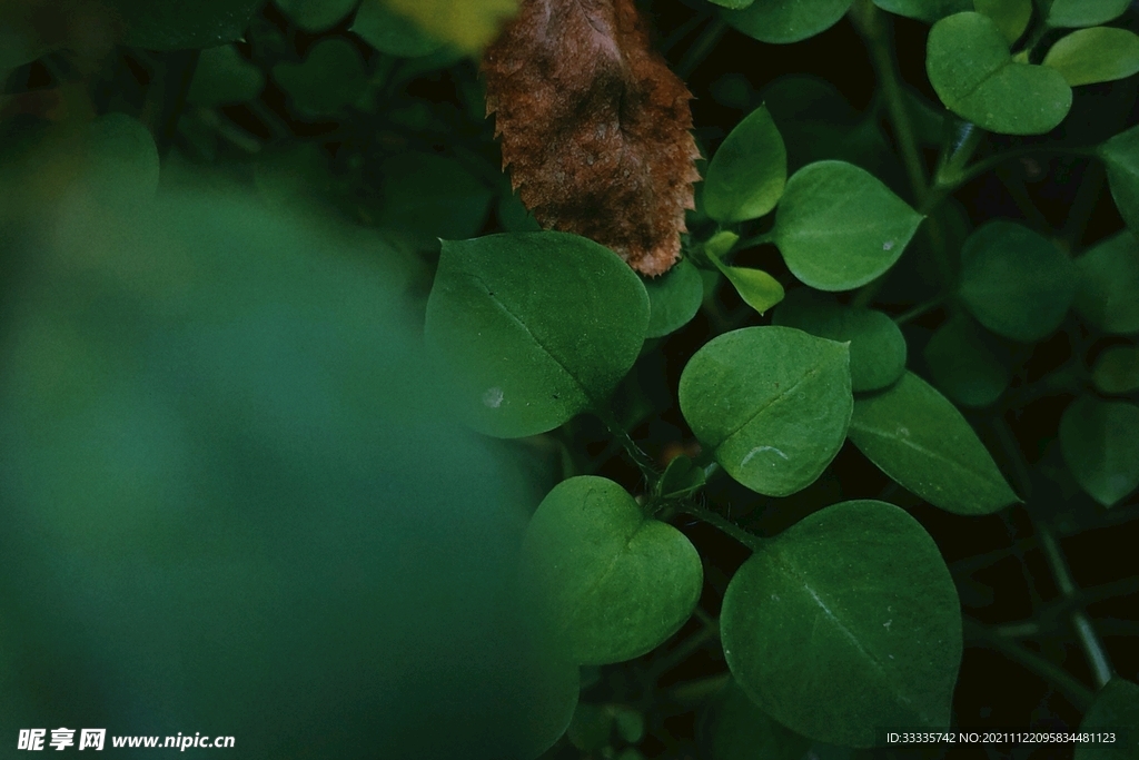 植物绿植