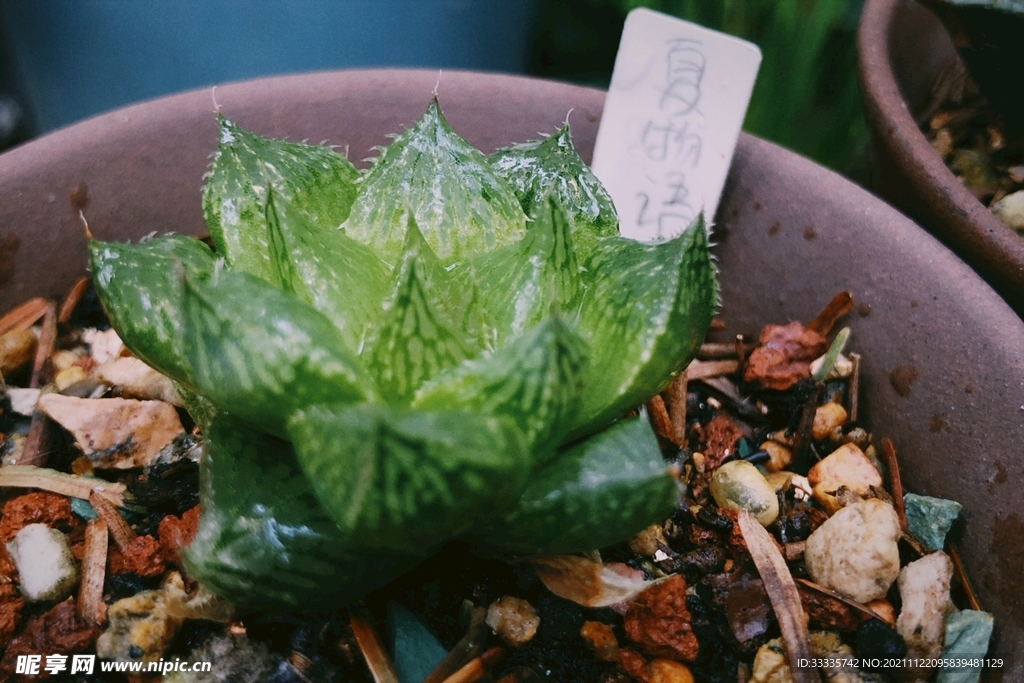 植物多肉