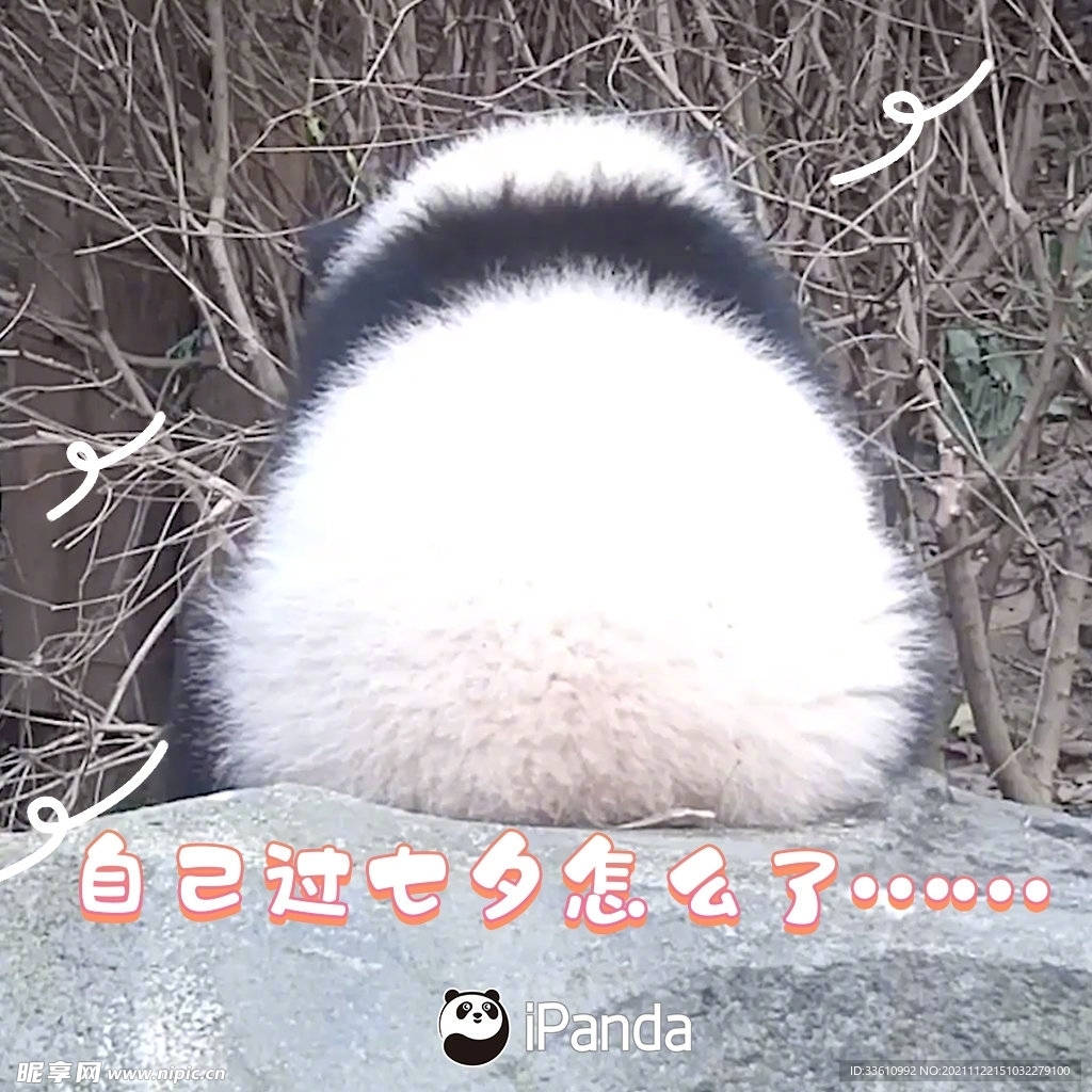 大熊猫