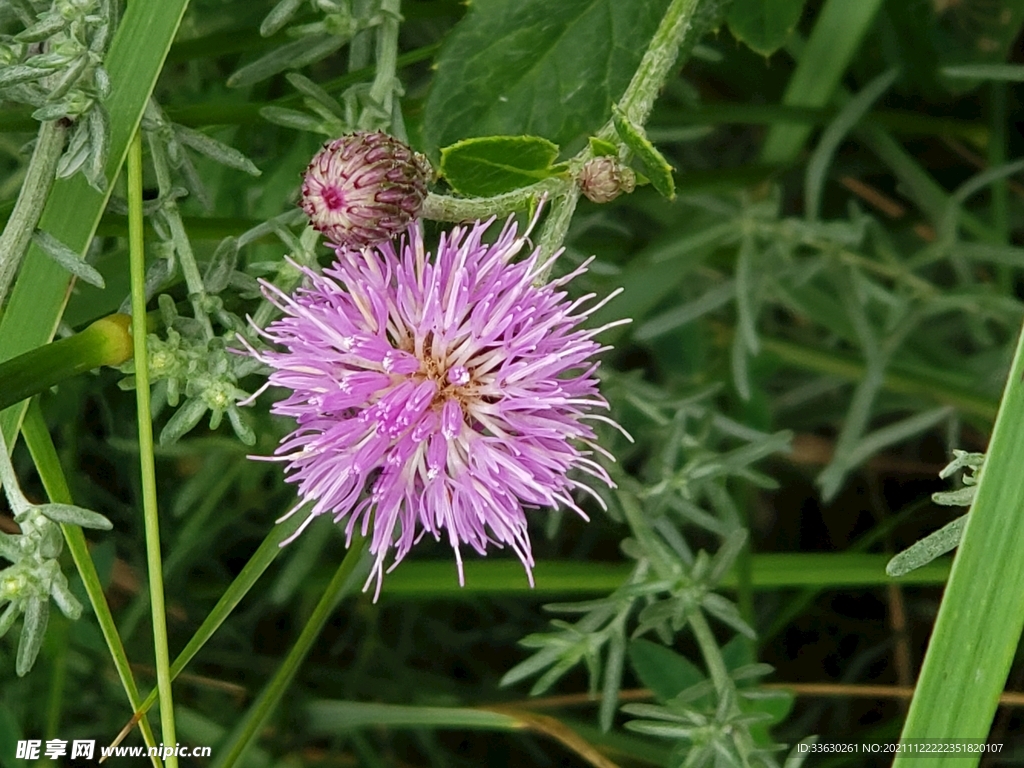 野草花