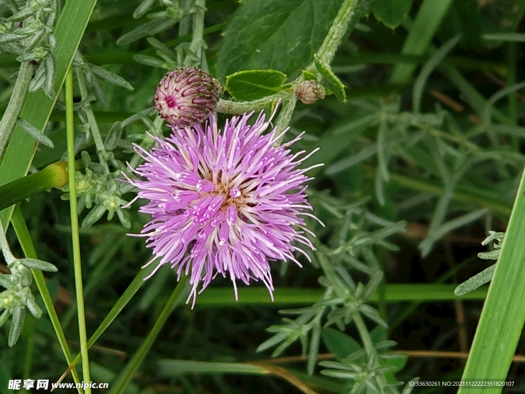 野草花