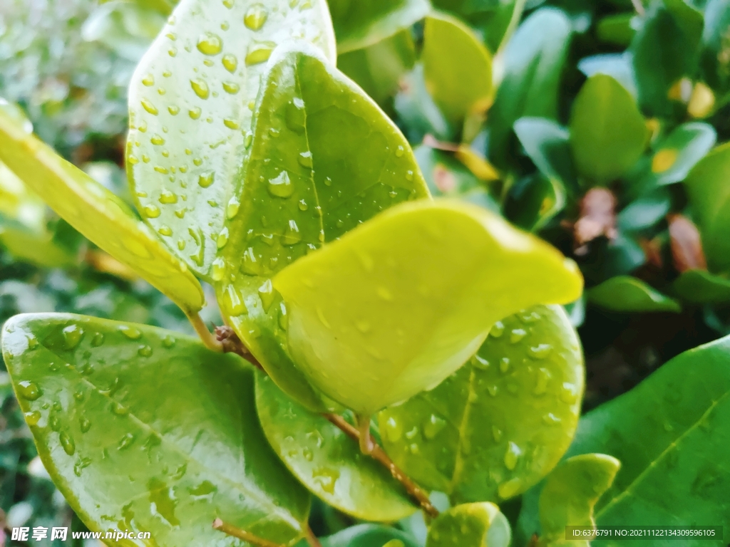 雨后 绿叶水滴