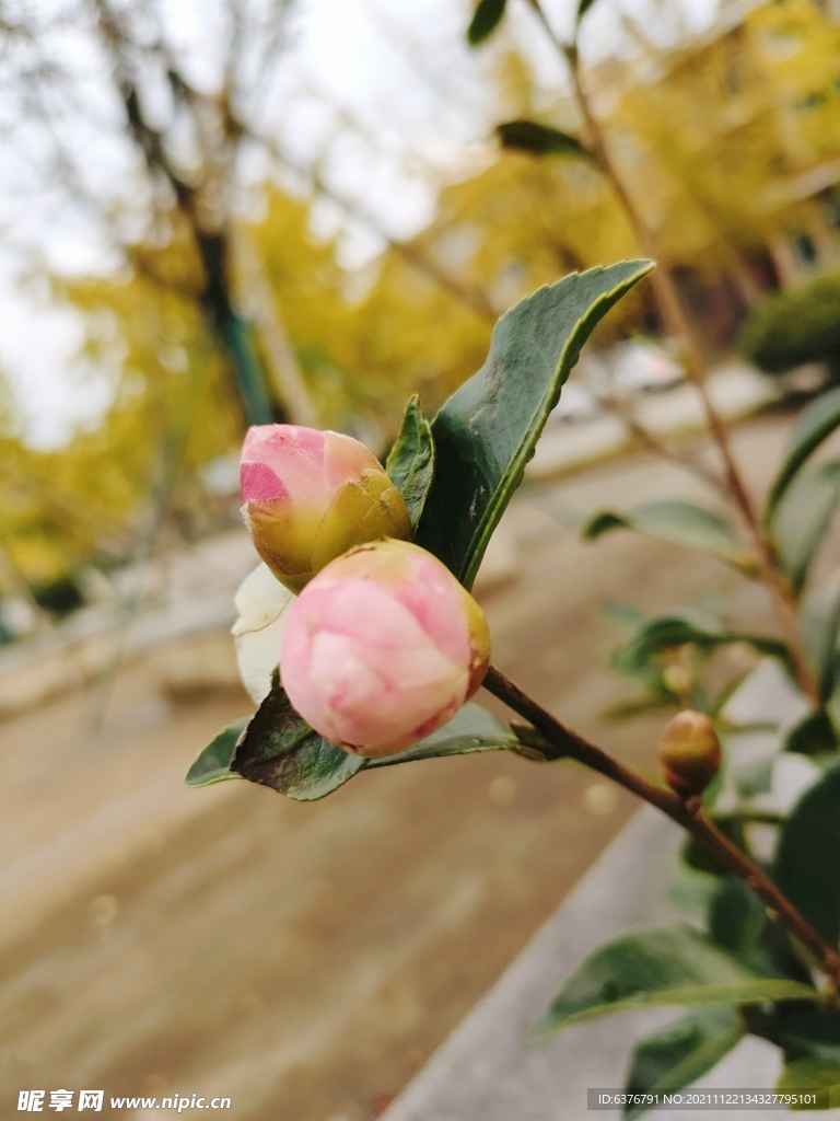 雨后茶花花蕾