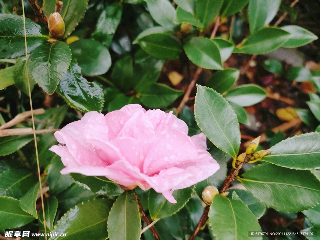 雨后茶花