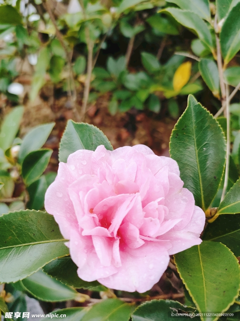 雨后茶花