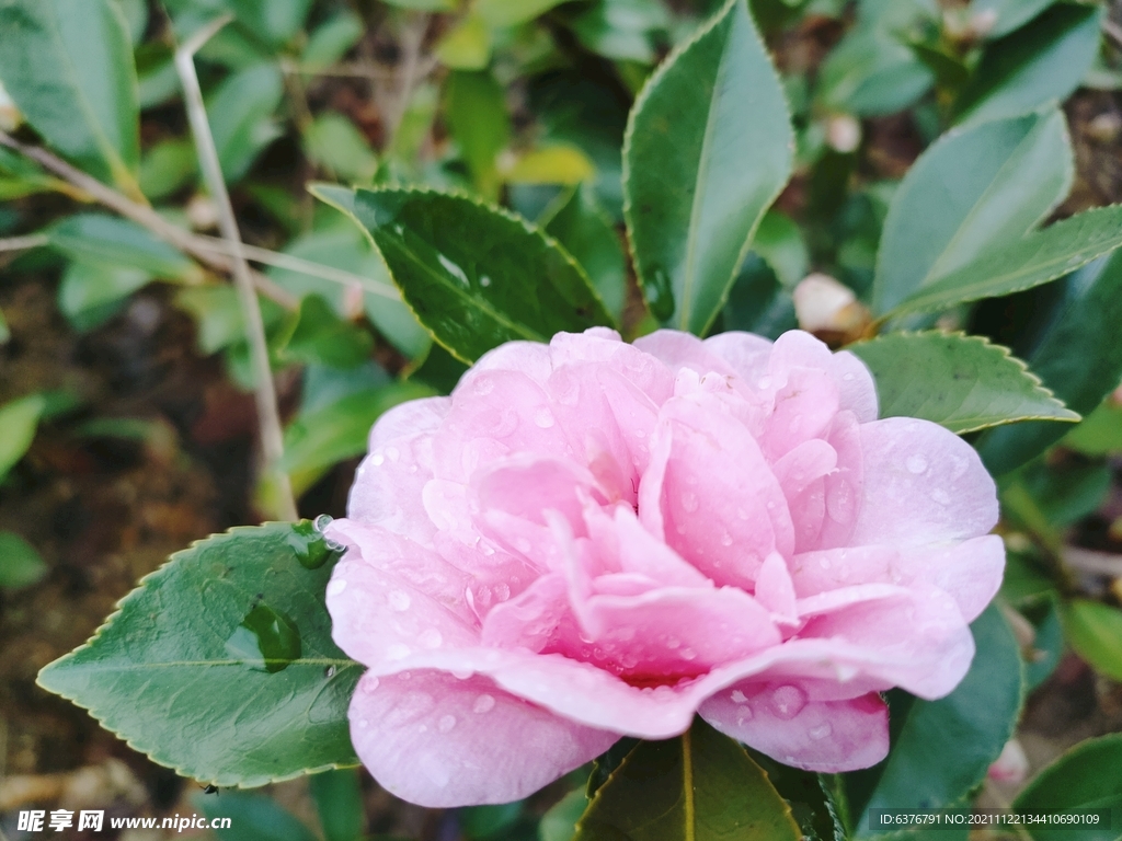 雨后茶花