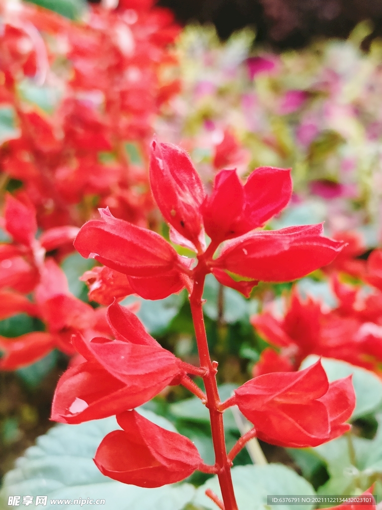 雨后公园植物