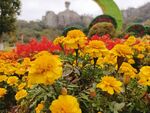 雨后风景花植