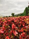 公园风景植物 