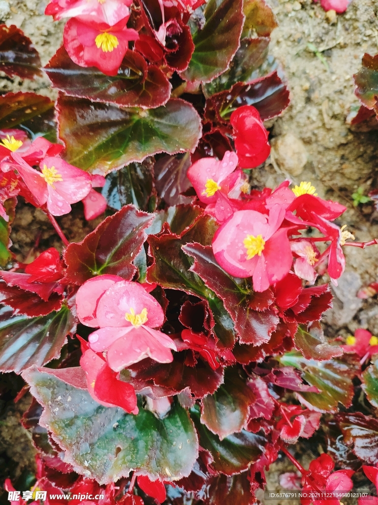 公园花草风景