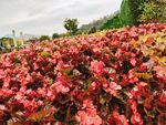 公园花草风景
